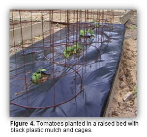 Tomatoes planted in a raised bed with plastic mulch and cages.