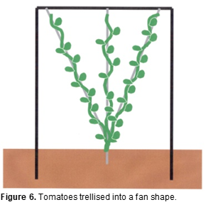 Diagram of tomatoes trellised into a fan shape.
