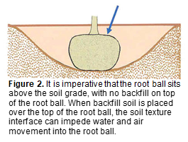 Diagram demonstrating the depth of the root ball when planting a tree.