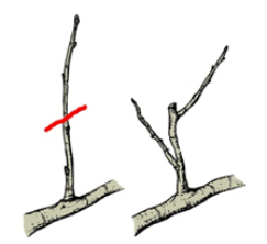 Diagram of two tree branches, showing where heading cuts are supposed to be made.
