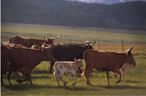 A herd of cattle, including calves, running across a grassy field with mountains in the background.
