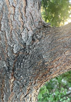 The branch bark ridge forms where the bark from the tree trunk meets the bark from the branch. The branch collar is a swollen area at the base of the branch where trunk tissue overlaps branch tissue.