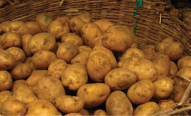 Basket filled with freshly harvested potatoes.