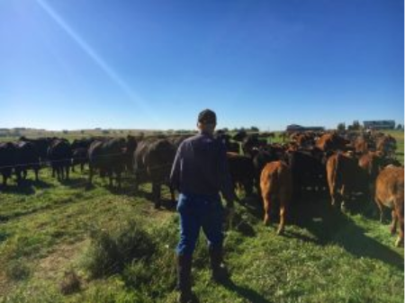 Person standing in a pasture with a group of cattle facing away, under a clear blue sky.
