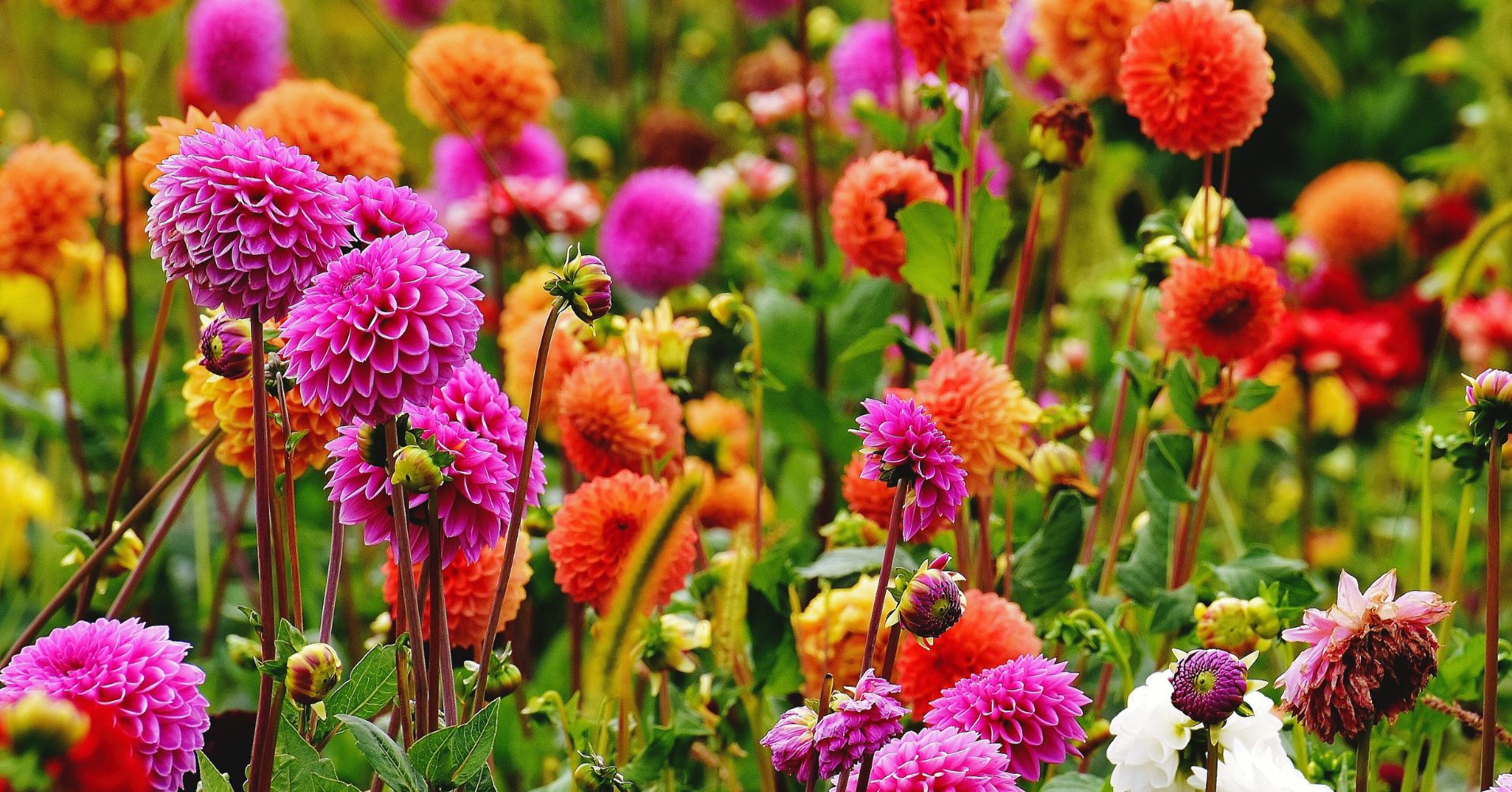 A group of multiple colored flowers
