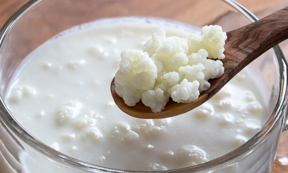 milk kefir grains