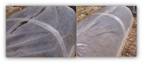 Figure 4. Left: Cover must be opened at least a slit to prevent overheating. 

 Right: Cold frame pictured closed for a cold night. 
