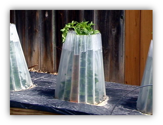 A tomato plant growing within and protruding from a plastic cylinder that is itself made up of a connected row of clear plastic cylinders, with each small cylinder filled with water 3/4 of the way to the top.  The ground around the plant and plastic protective cover is blanketed with black plastic.