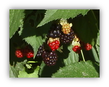 A close up photograph of several ripening blackberries in a canopy of leaves. Three types of blackberries are shown: large, ripe, deep purple berries, smaller red berries that are less ripe, and newly developing green berries.