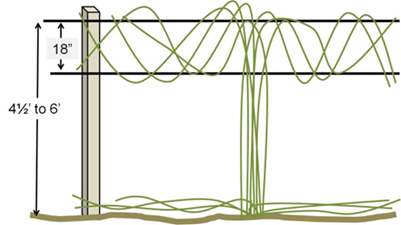 A line figure showing the two-wire trellising technique for trailing blackberries, with a 4.5 to 6 foot high trellis with two wires: one attached to the top of the posts and the other 18 inches below it. Blackberry primocanes, represented by green lines, are shown wrapped in a spiral around both wires in both directions from the ascending canes coming from soil level.