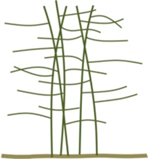 A line diagram of winter-pruned erect blackberries.  Blackberry primocanes with lateral branches are represented by green lines, showing plants of four feet tall with several lateral branches extending 1.5-2.5 feet off of either side of each primocane.