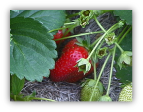 Photograph or a strawberry plant with one red and three green strawberries.