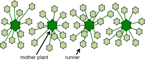 Drawing of June-bearing strawberry cultivar plants in a matted row system. Runners from the mother plant fill in a block 18-36 inches wide.