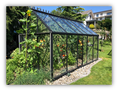 A rectangular greenhouse about 12 feet long, 4 feet high at the side, and 7 feet high at the peak of the gabled roof.  The walls and roof are made of clear plastic or glass and the frame is a dark metal.  Tomato plants are visible inside the greenhouse; flowers and a lawn surround it.