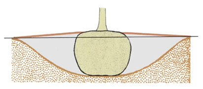 A diagram of a correctly planted tree, with the rootball sitting on the bottom of a saucer-shaped hole and the top of the rootball one inch above grade.