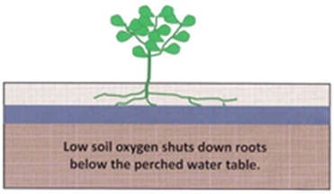 A diagram showing a green, stylized plant growing with several roots spreading laterally in a light brown bar representing good soil tilth.  A blue bar rests under the light brown bar to indicate a perched water table, and beneath the blue bar is a dark brown bar representing low soil oxygen beneath the perched water table.  No roots are growing in the perched water table or soil beneath it.