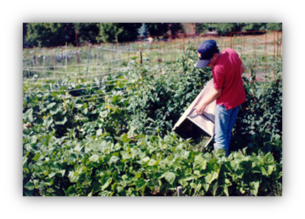 A photograph of a person applying grass clippings to a garden from a lawn mower bag. 