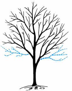 Line drawing of silhouette of a tree with two lower branches in blue, indicating that they can be pruned to raise the tree for clearance. 