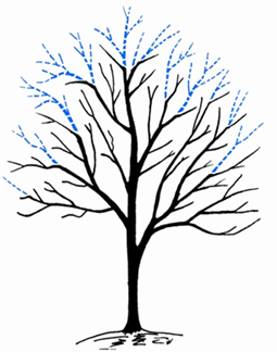 Line drawing of a silhouette of a tree with some outer branches shown in blue, indicating where they can be pruned to reduce the tree height and/or spread. 