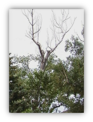 Photograph of tree with a dead central leader at the top. Several previous pruning wounds are visible. 