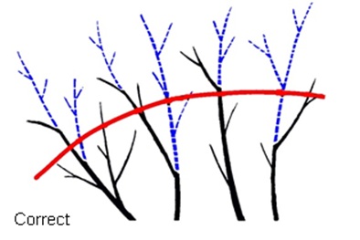 Line drawing of four tree branches there is a rounded red line indicating where the tree canopy should be reduced to. Some branches are highlighted in blue indicating what will be pruned. Some blue branches originate below the red line, some originate above it, indicating where a branch should be pruned back to a branch union to make a proper cut. The image is labeled "Correct."
