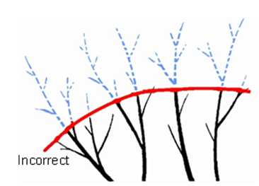 Line drawing of four tree branches there is a rounded red line indicating where the tree canopy should be reduced to. Some branches are highlighted in blue indicating what will be pruned. The blue branches are all "pruned" to the red line, meaning that some were not pruned to branch unions and represent heading pruning cuts. The image is labeled "Incorrect."