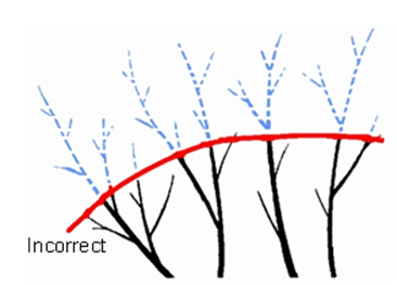 Pruning Mature Shade Trees | CSU Extension