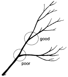Line drawing of a branch with smaller branches off of it. One branch has a wide branch union. The union is circled and labeled poor. One branch has a narrow branch union. The union is circled and labeled good. 