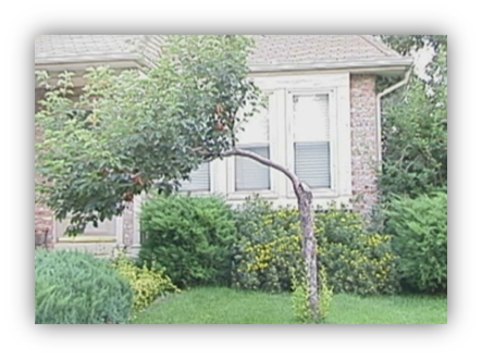 Photograph of a small tree in front of a house. The tree has lost one of its leaders and only has one branch on the left, though the branch has a lot of foliage.