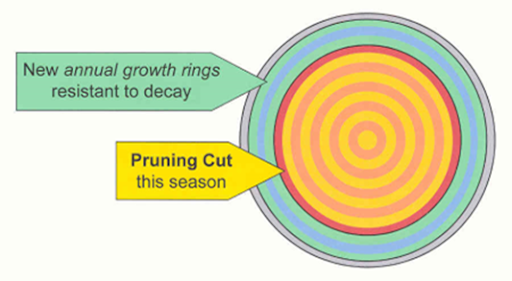 Illustration of a cross section of a tree. The outer rings are green and blue and are labeled "New annual growth rings resistant to decay." A dark orange ring adjacent to the new annual growth rings is labeled "Pruning Cut this season." The inner rings are yellow and light orange