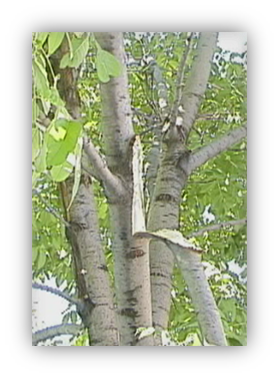 Photograph of tree with codominant trunks, multiple trunks of similar size. 