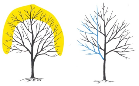 Line drawing of two trees. On the drawing on the left, the outer branches are highlighted in yellow, showing where thinning could take place. The drawing on the right shows a branch highlighted in blue, indicating that it  can be thinned