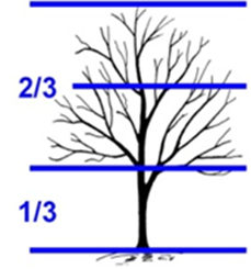 Line drawing of a silhouette of a tree. There are four horizontal lines across the image that divide the tree into thirds. The bottom third is labeled 1/3. There is a label at the third line from the bottom, indicating 2/3 of the tree's height.