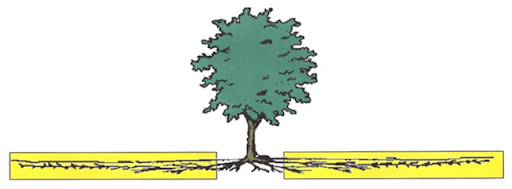Diagnosing Root and Soil Disorders on Landscape Trees | CSU Extension