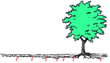 Sinker Roots Tree Diagnosing Root and Soil Disorders on Landscape Trees | CSU Extension