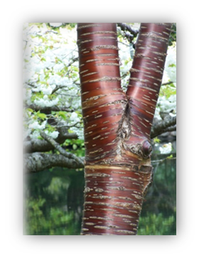 Photograph of a tree trunk that has codominant trunks. There are two similarly sized branches that form a "V" where they join with the trunk. There is no branch collar visible.