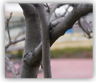 Photograph of two tree branches that are rubbing together. 