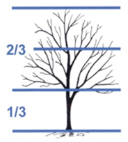 Line drawing of a silhouette of a tree. There are four horizontal lines across the image that divide the tree into thirds. The bottom third is labeled 1/3. There is a label at the third line from the bottom, indicating 2/3 of the tree's height.