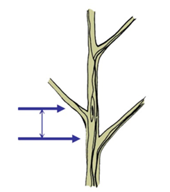 Drawing of a tree trunk with branches showing minimum spacing of scaffold branches. A horizontal arrow points to the upper area where one branch originates and a second arrow points to the upper area where the next branch above originates, illustrating how to measure distance for scaffold branches. 