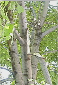 Photograph showing three codominant trunks of a tree in leaf. On one trunk, a branch has failed and is hanging.