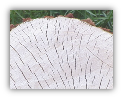 Close-up photograph of a willow stump, with the long ray cells visible as lines int he stump.