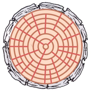 Drawing of a cross section of a trunk showing "compartments" in the xylem, created by annual growth rings and ray cells, which radiate out.