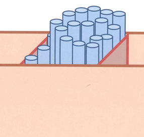 Drawing of a "compartment" in a tree, with xylem tubes shown in a compartment bound by annual growth rings and two ray cells. 