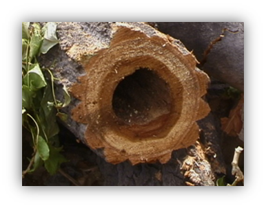 Photograph of cross section of cottonwood trunk showing a hollow center because the heartwood in the middle rotted away.