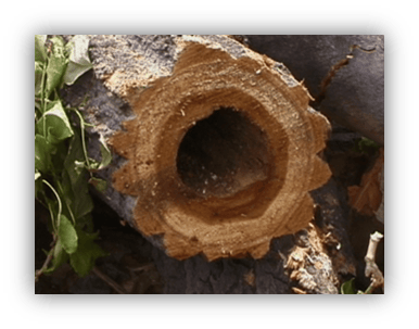 Tree Growth and Decay | CSU Extension