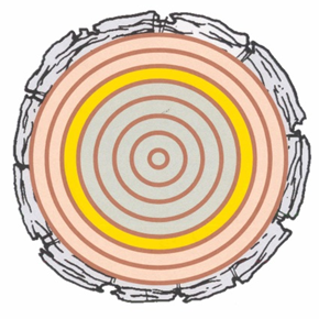 Cross section of a tree trunk showing bark and sapwood intact, and the heartwood in gray, where the heartwood has decayed.