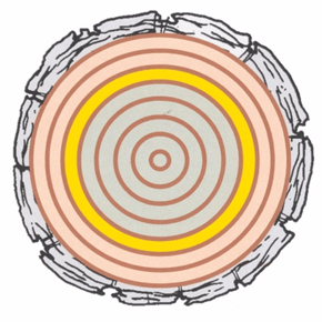 Tree Growth and Decay | CSU Extension