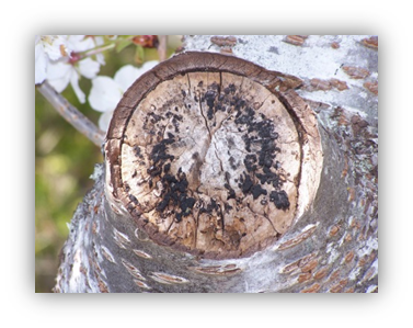 Photograph of a pruning wound on a tree that has black fungus on the wood remaining in the tree. 