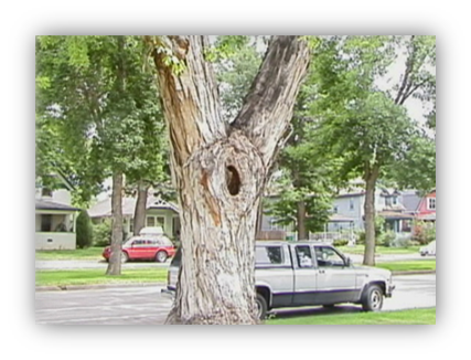 Photograph of a large tree that has codominant trunks and a hollow, just below where the codominant trunks attach. 