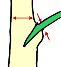 A drawing of a branch coming off a trunk, with the branch in a contrasting color to show the branch tissue and the trunk tissue. Arrows point to where diameter would be measured for the trunk, just above the point of attachment of the branch and in a line parallel to the ground. Arrows point to where diameter would be measured on the branch, just outside the trunk and perpendicular to the direction of the branch.